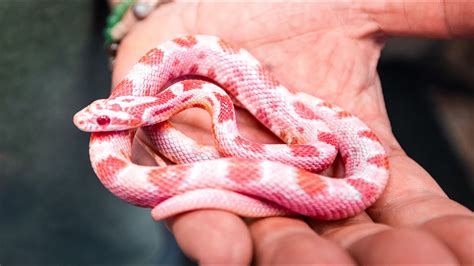 real pink snake